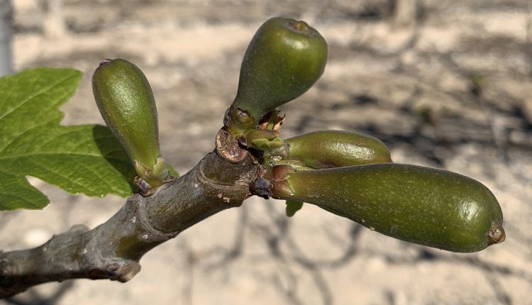 Alain Costa-brevas 3