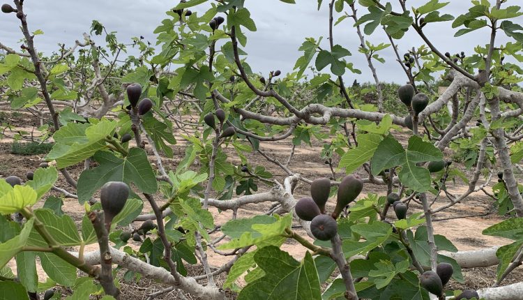 Alain Costa-brevas 4